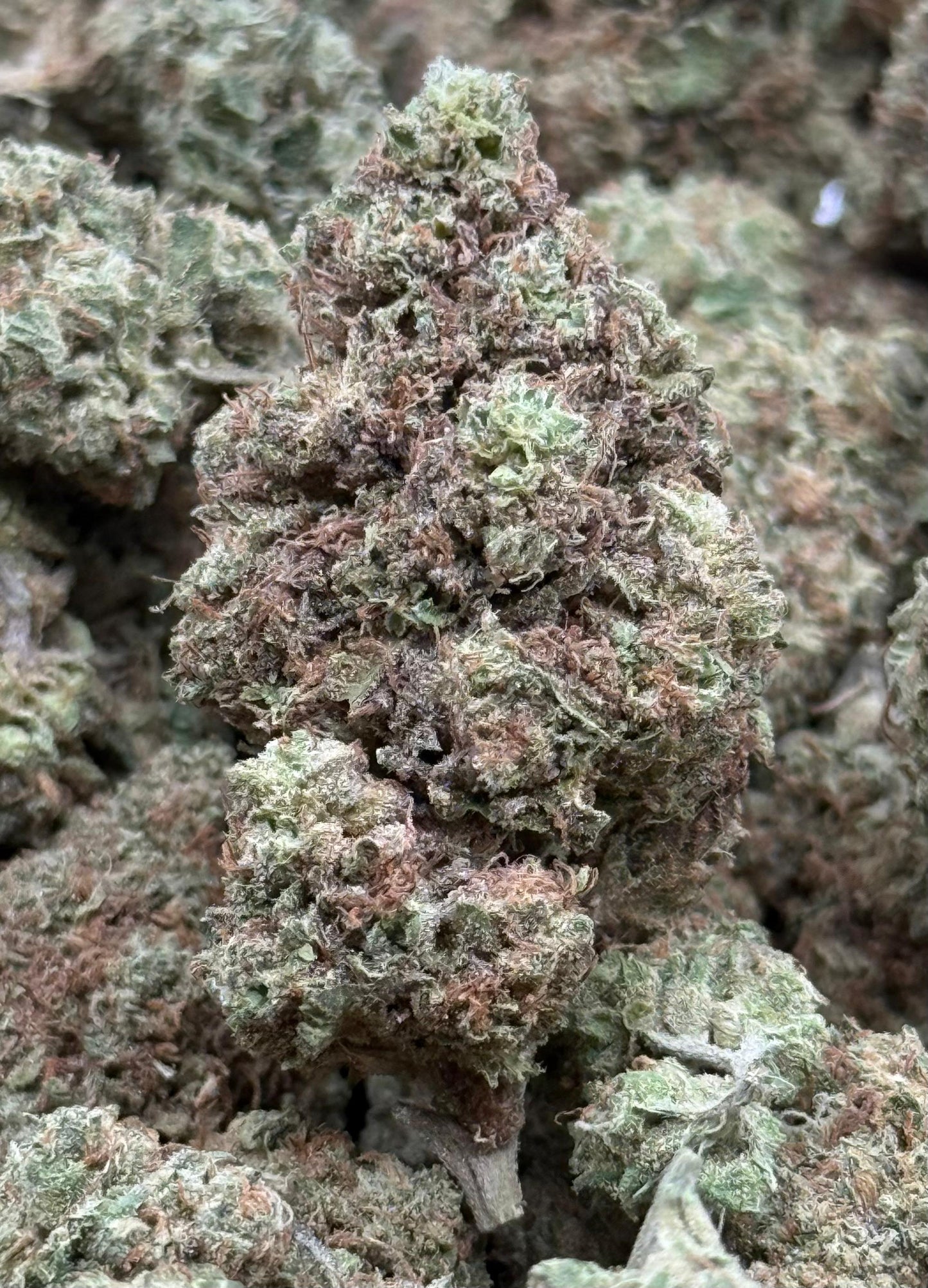 Gelato Ice