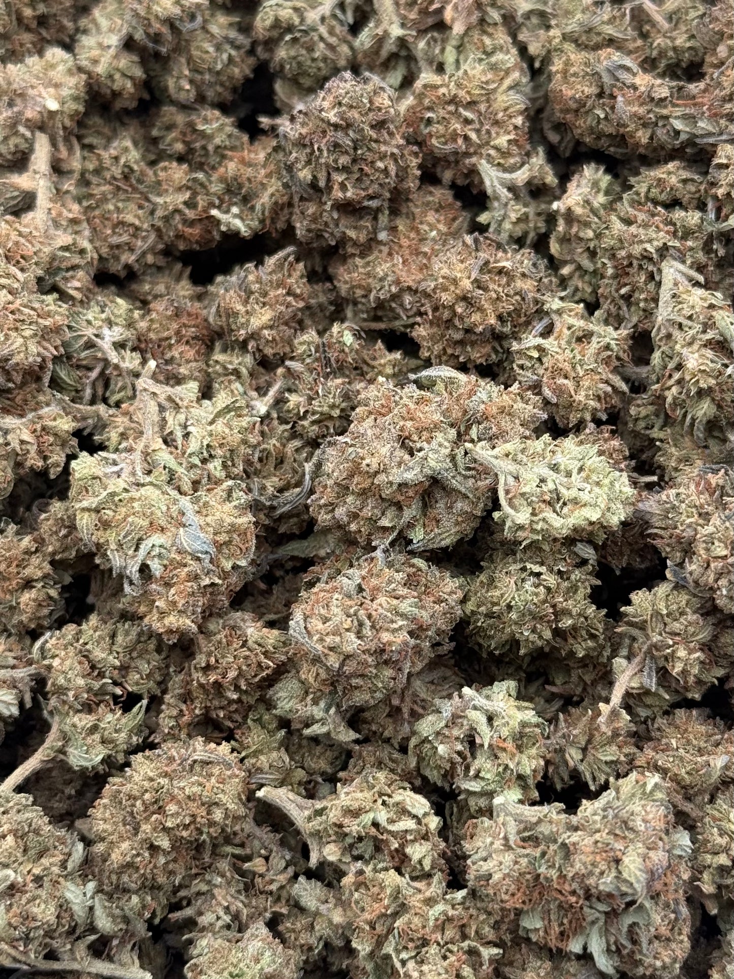 Alien Kush #463