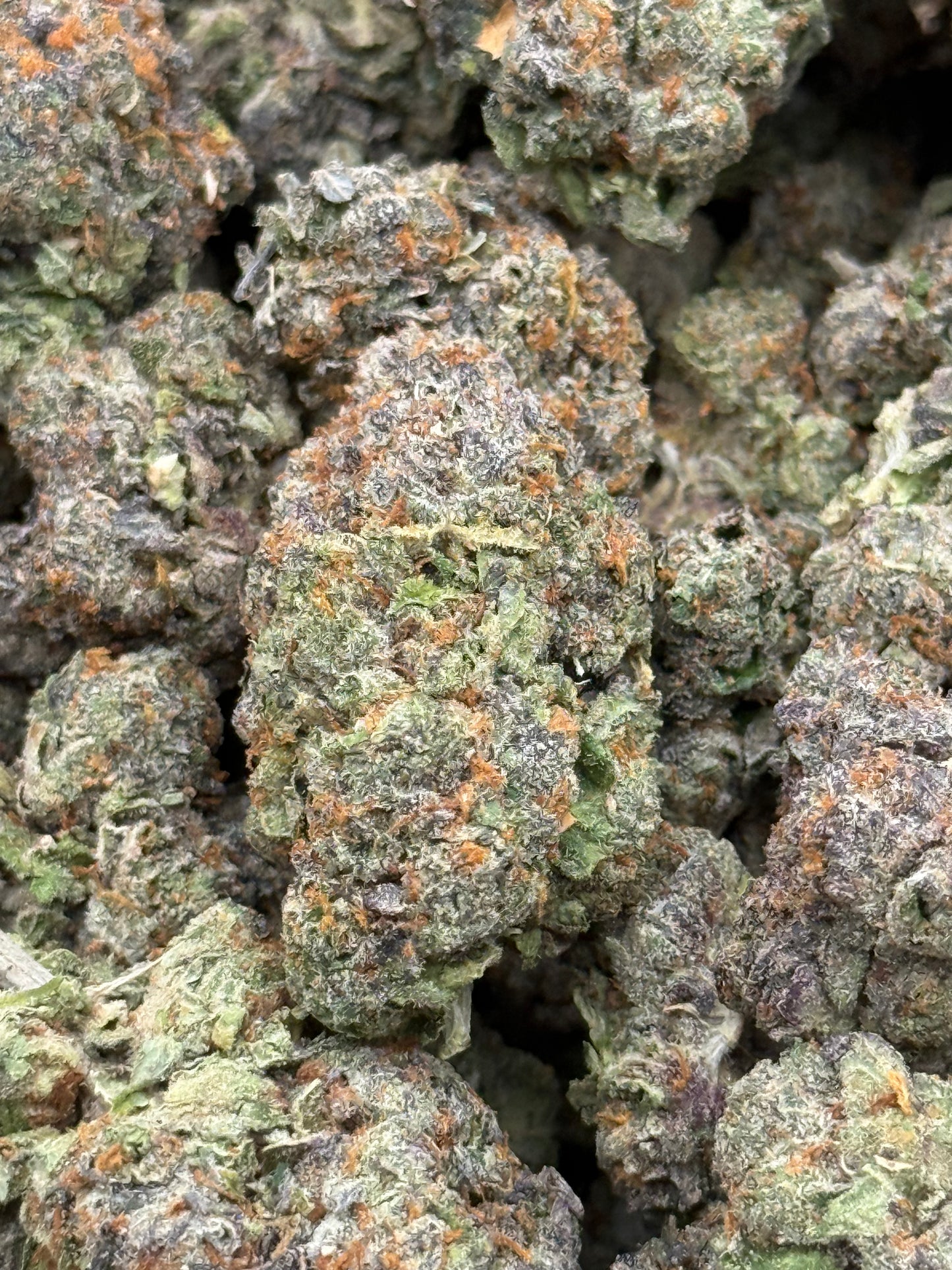 Bacio #349 | QP
