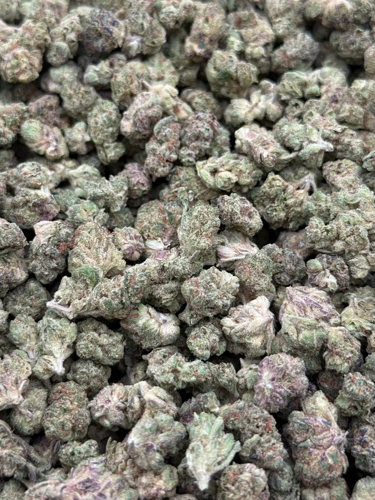 Biscotti #230