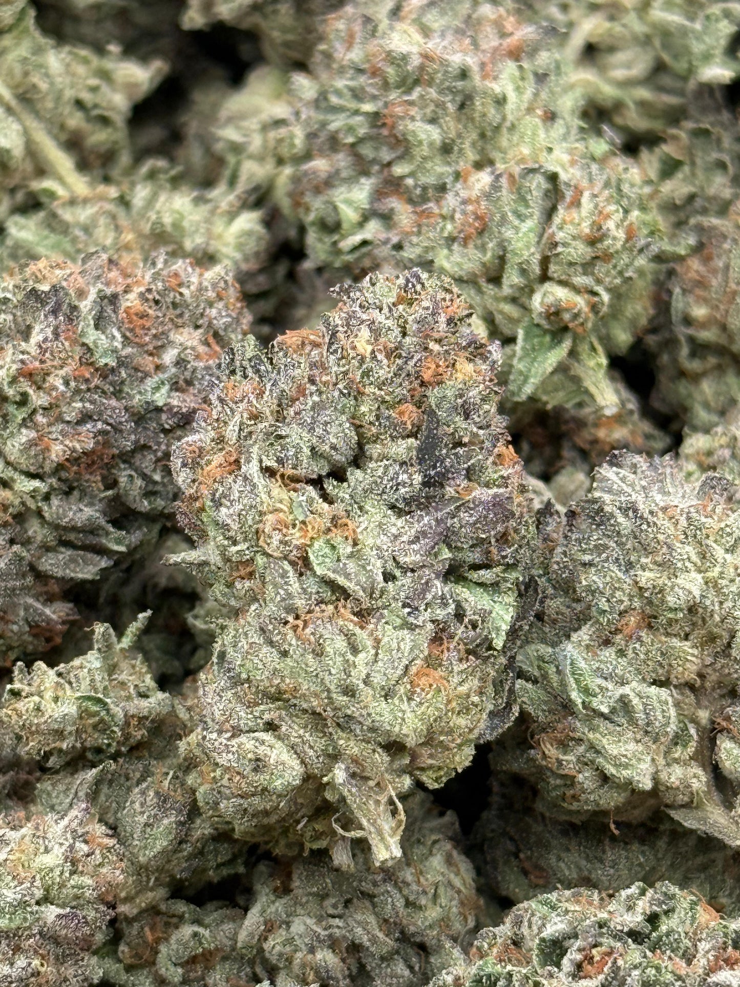 Blue Dolphin #92 | 1/2 lb