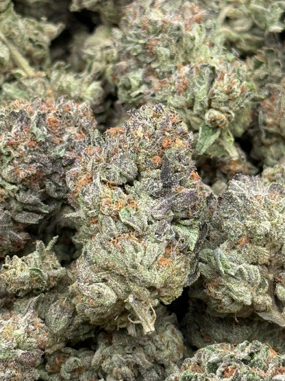 Blue Dolphin #92 | 1/2 lb