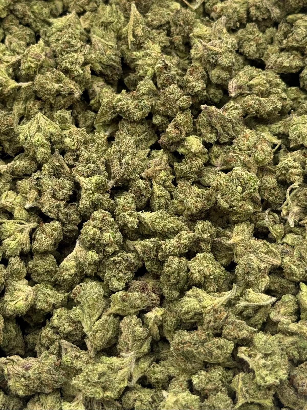 Blue Panda #487