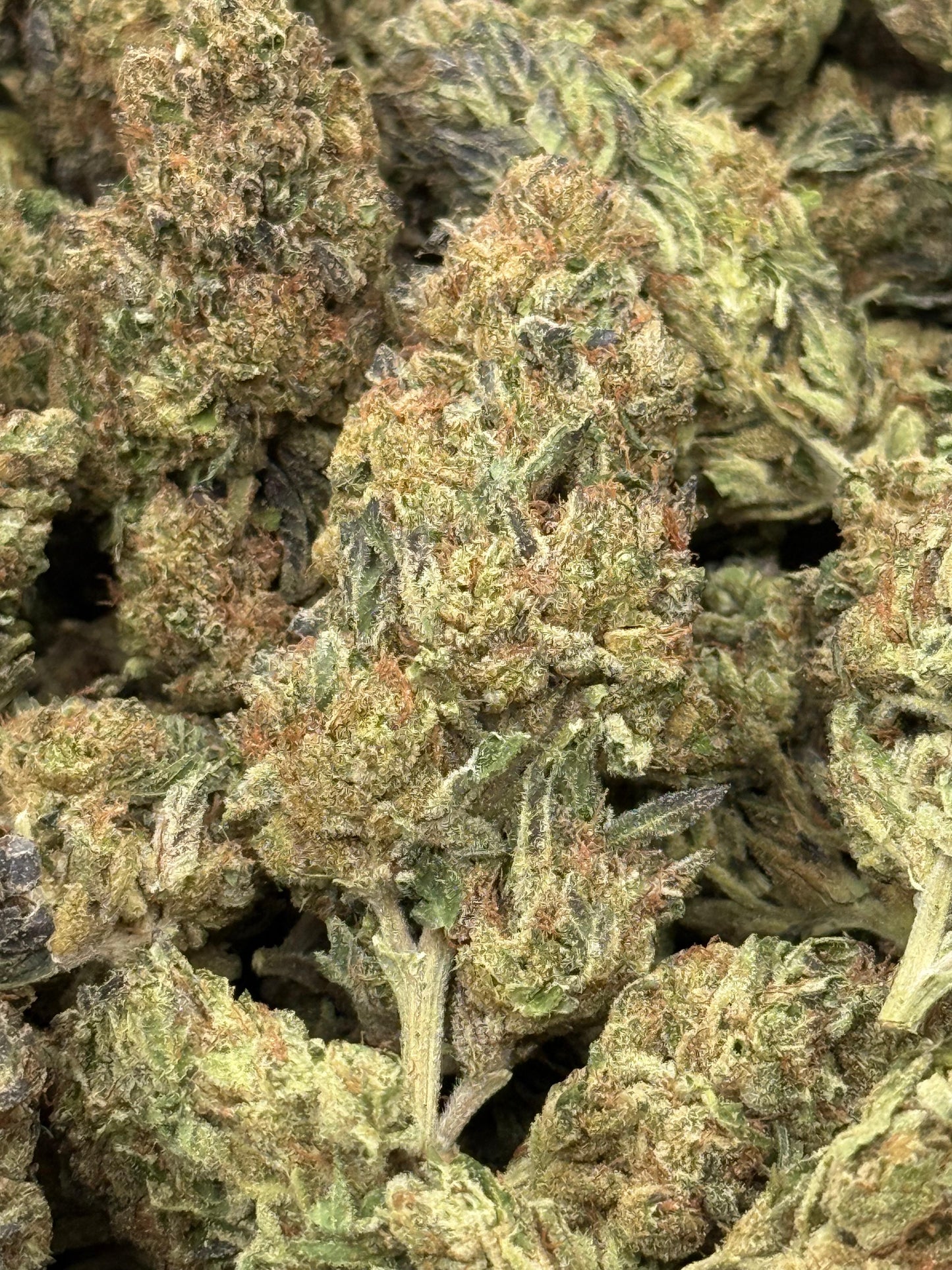 Cheetah Breath #164