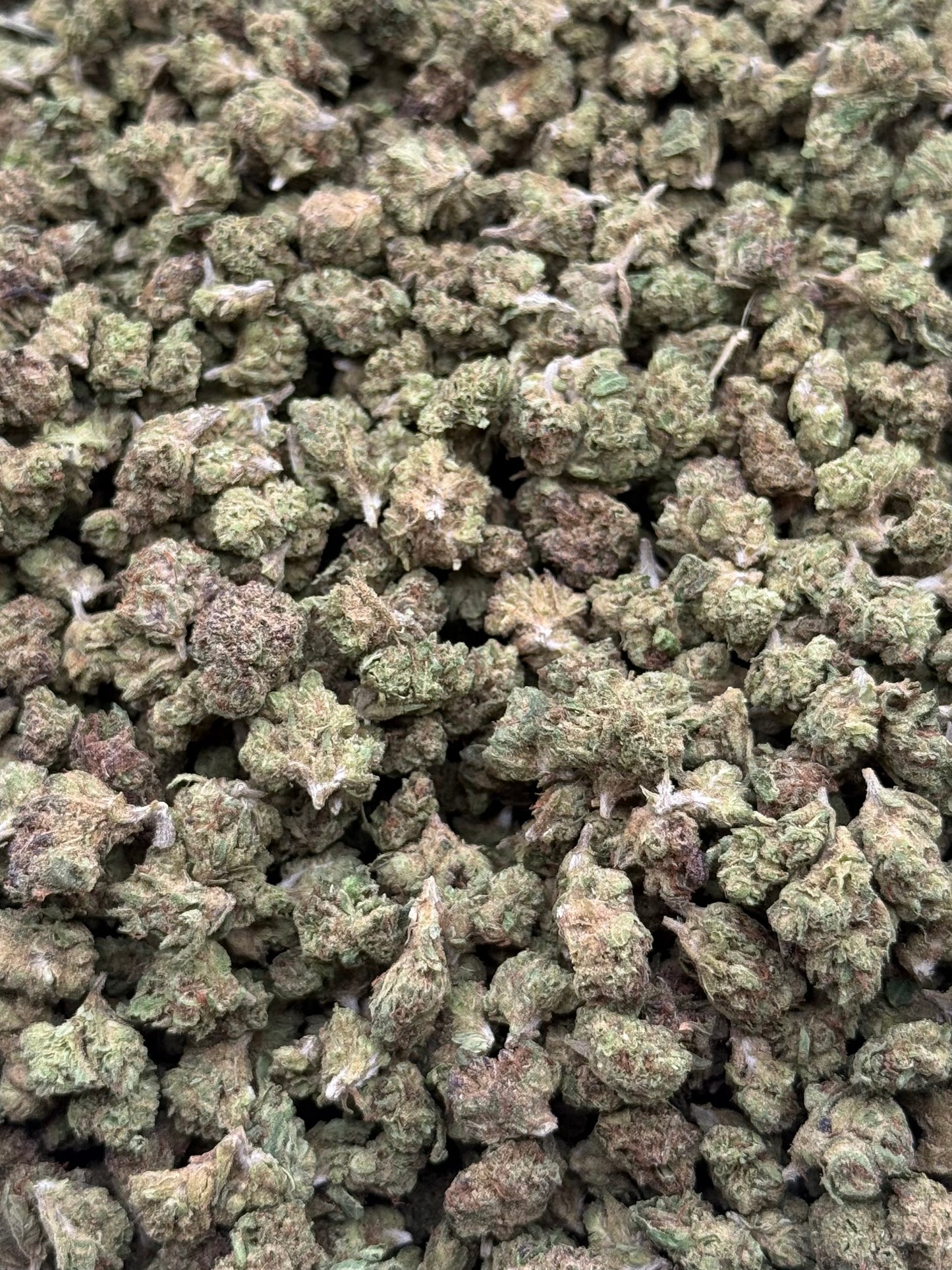 Cherry Latto #258