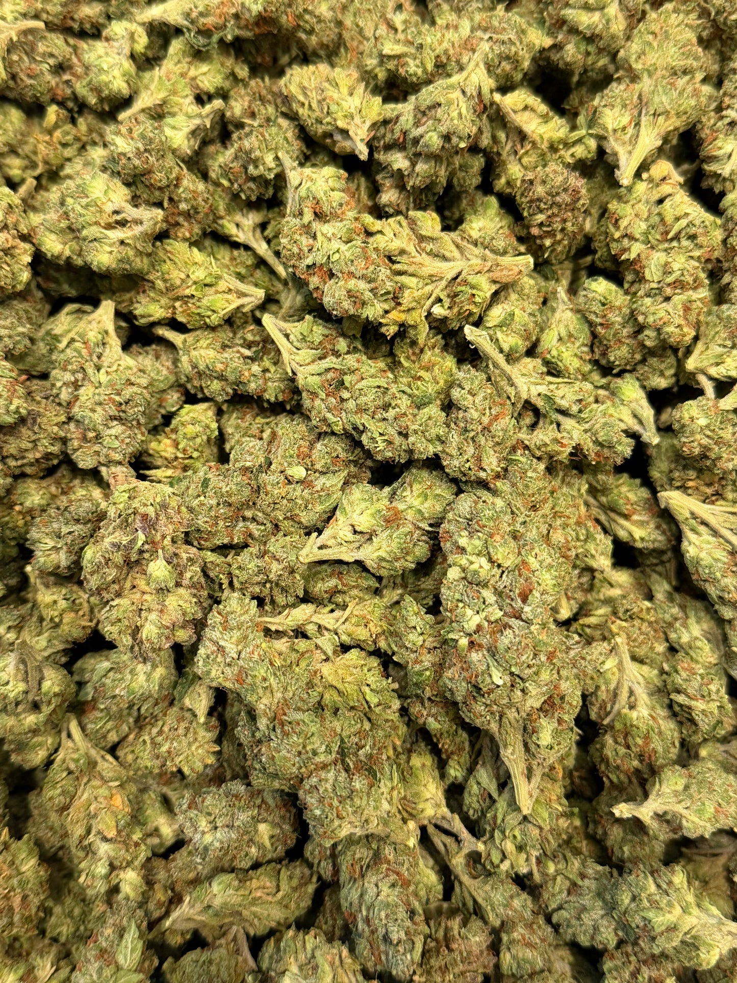 Crazy Horse #553