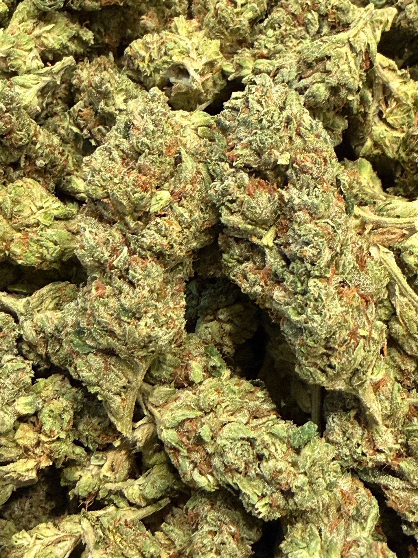 Crazy Horse #553