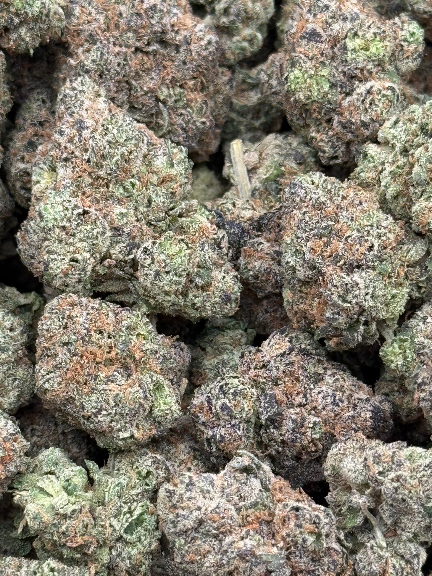 Gator Breath #269 | QP