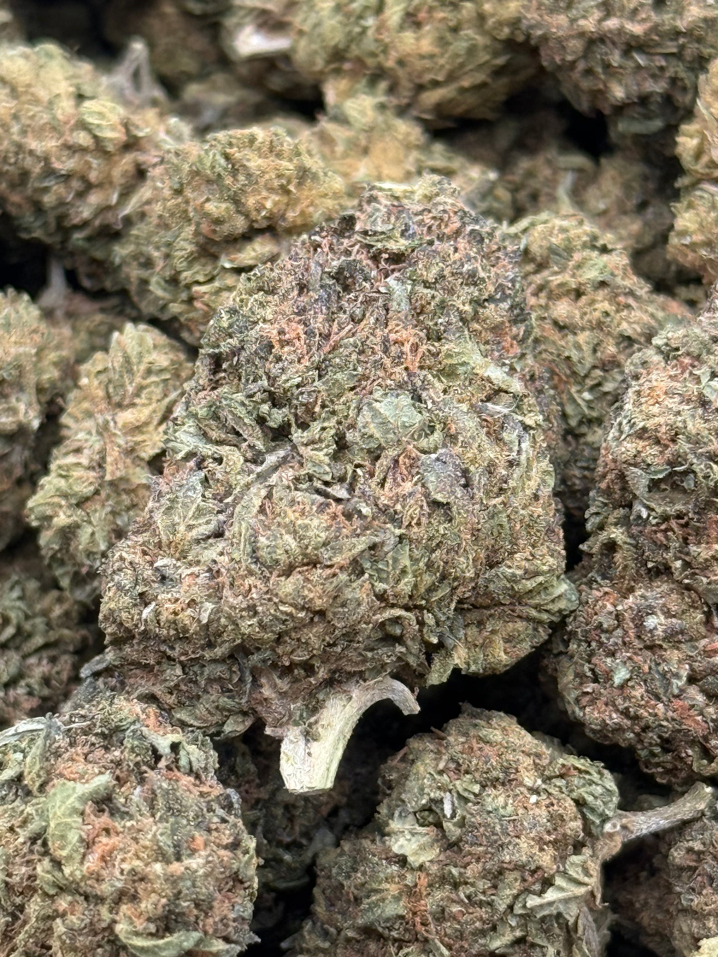Gelato Cream #291 | 1/2 lb