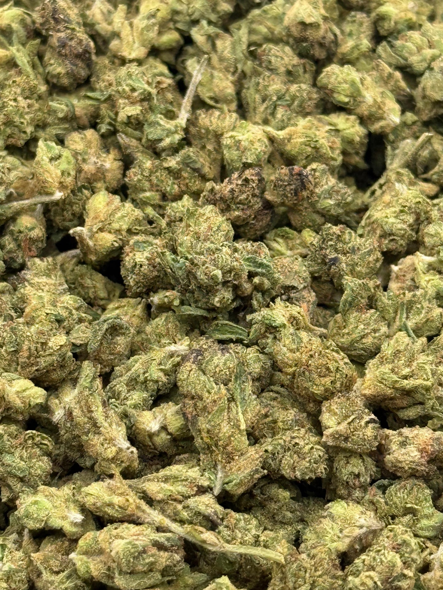 Gelato #41 #232