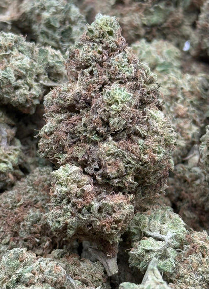 Gelato Ice