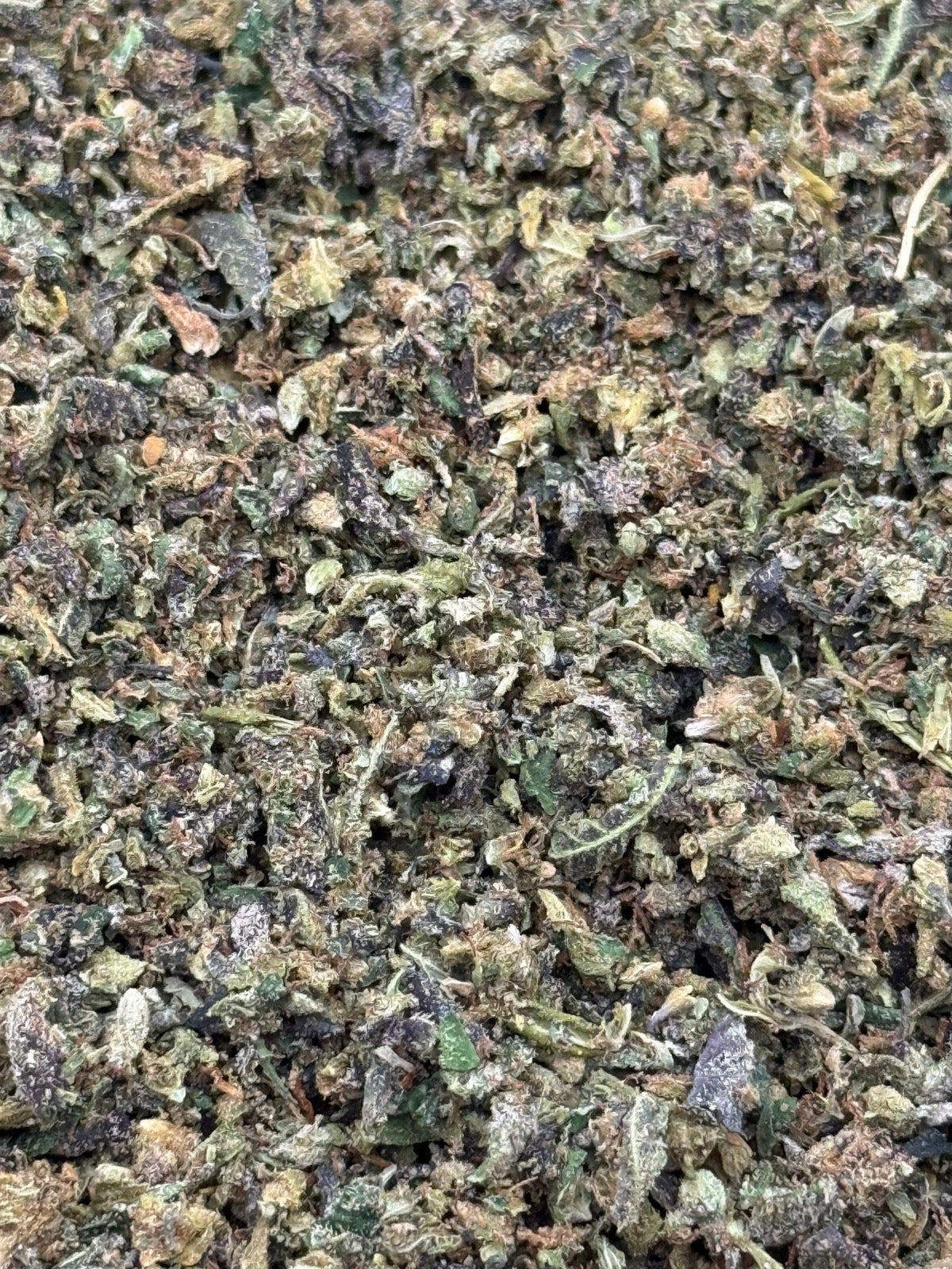 Gods Gift #286 Shake