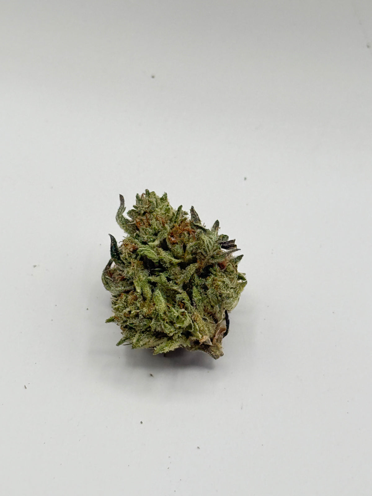Lemon Latto #523
