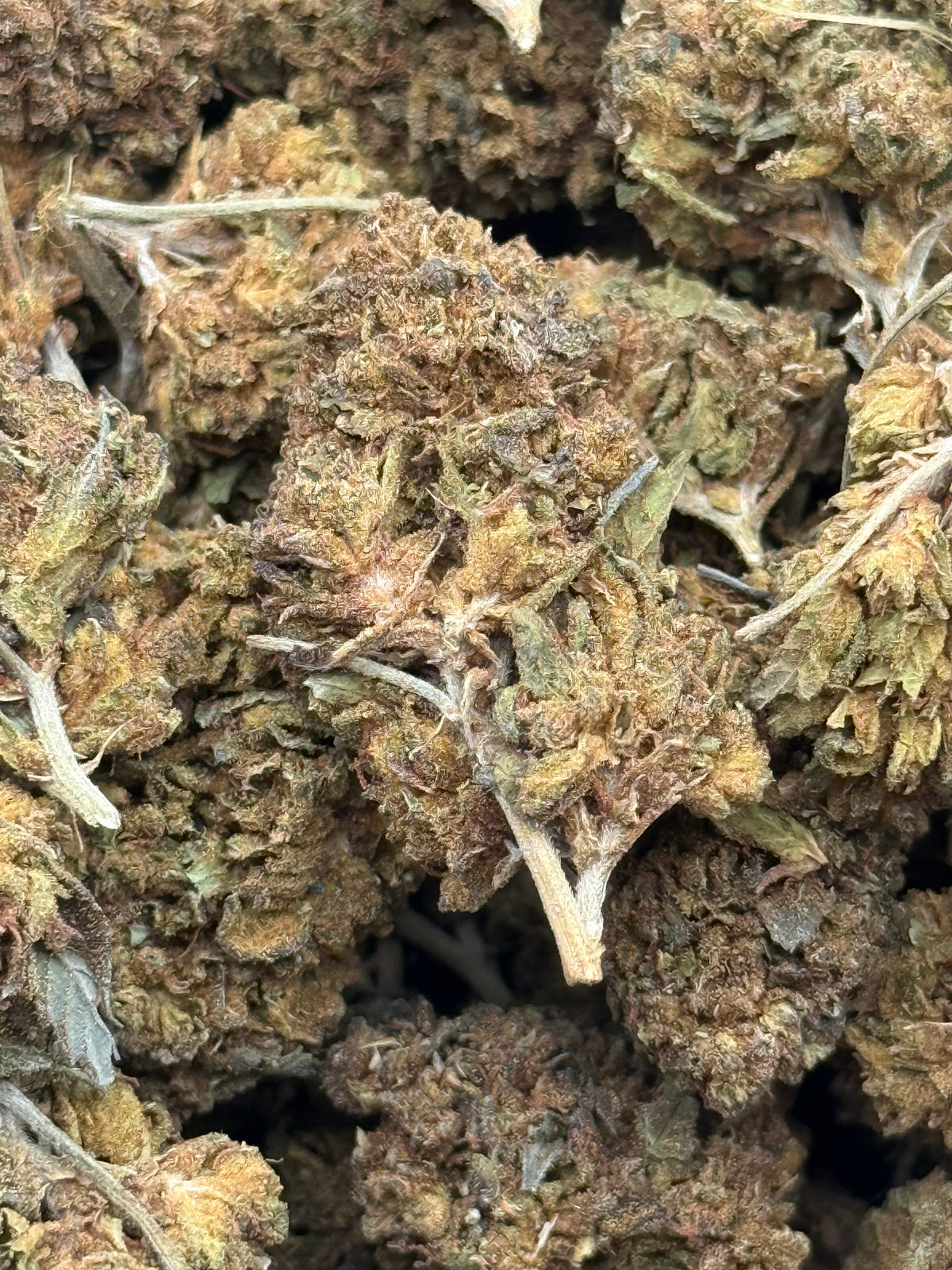 Melon Head #438