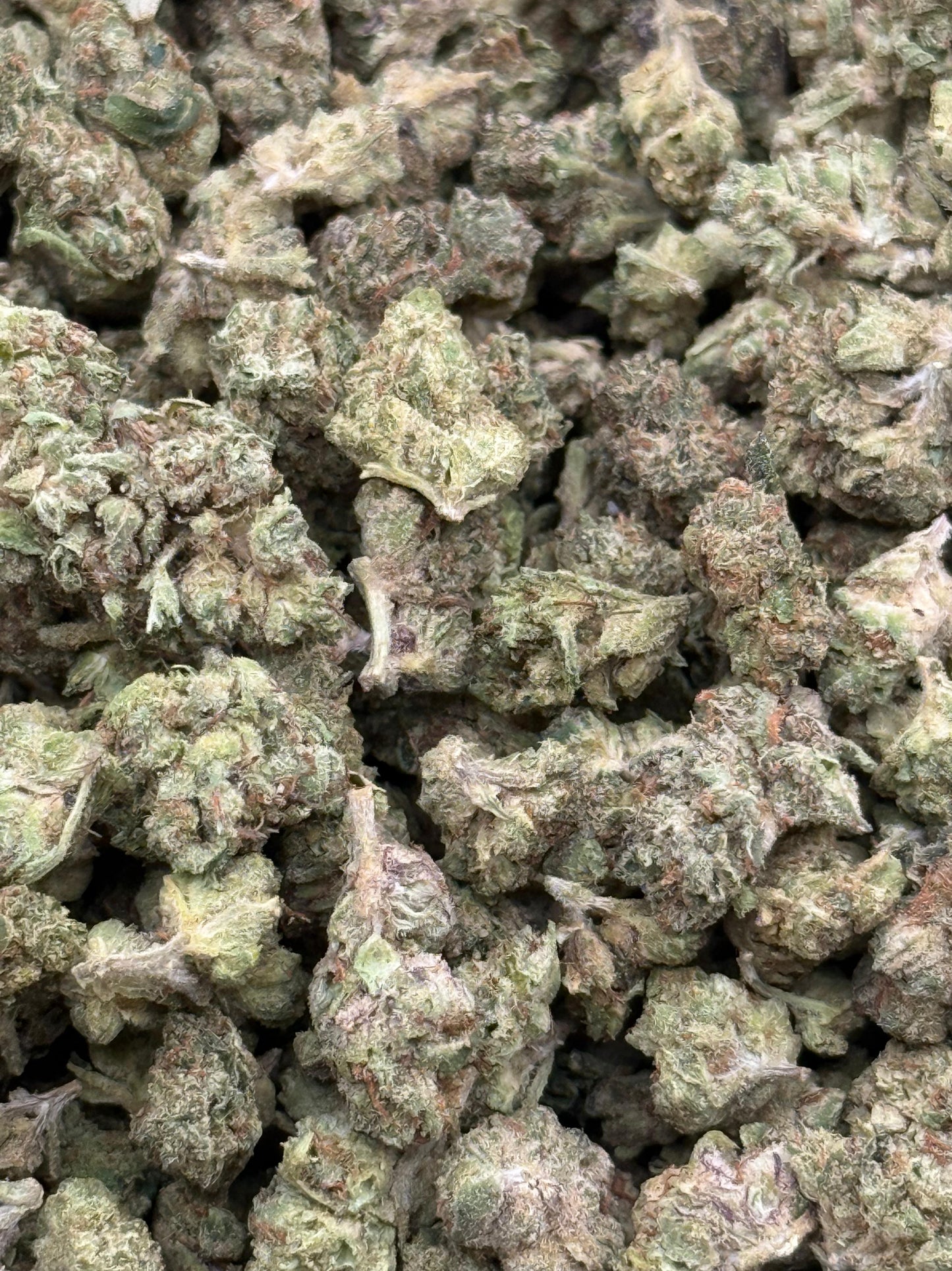 Motor Breath #238