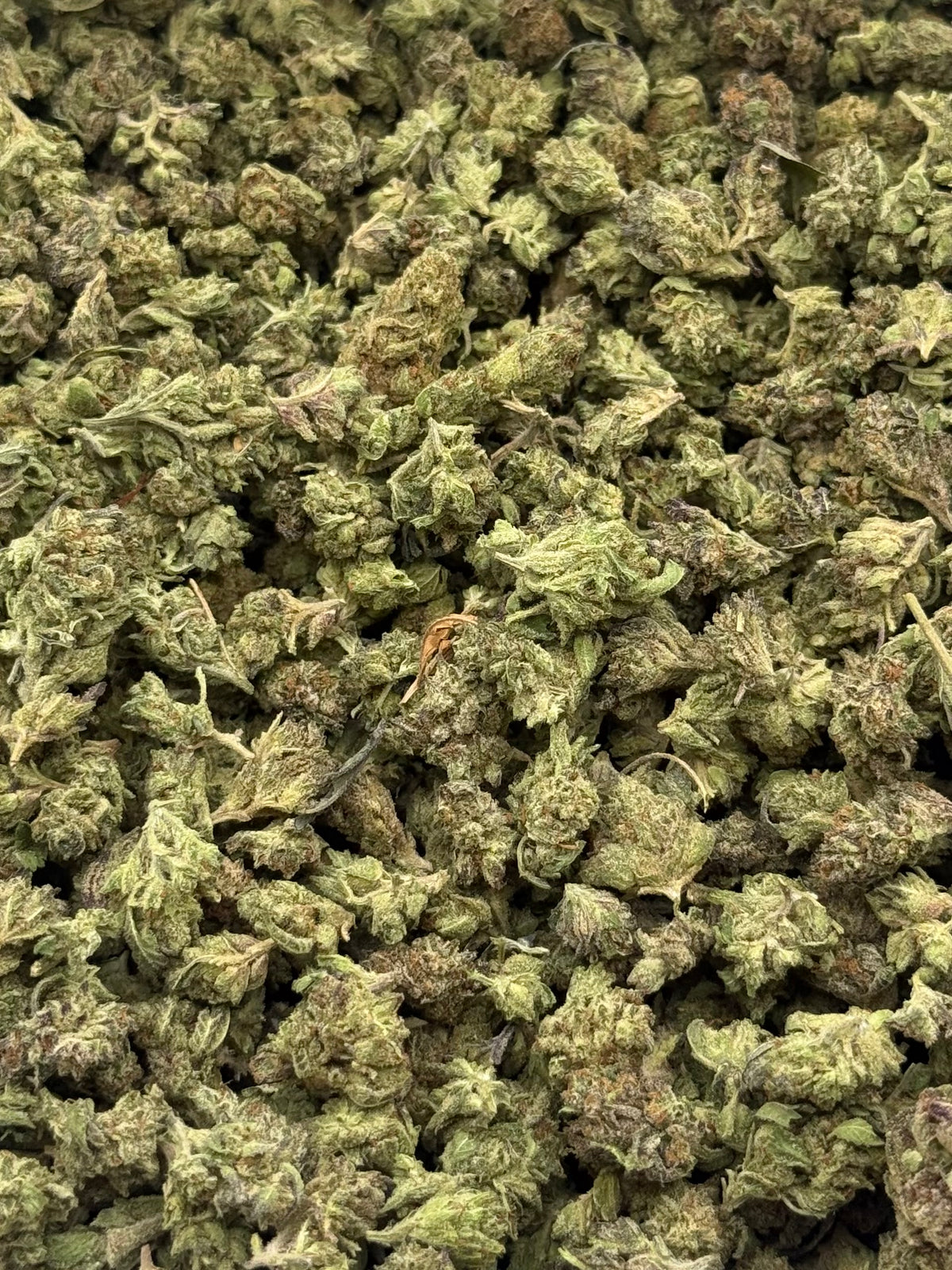 Pumkin Spice #519
