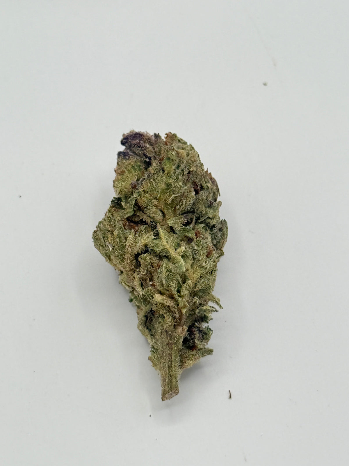 Pumkin Spice #519