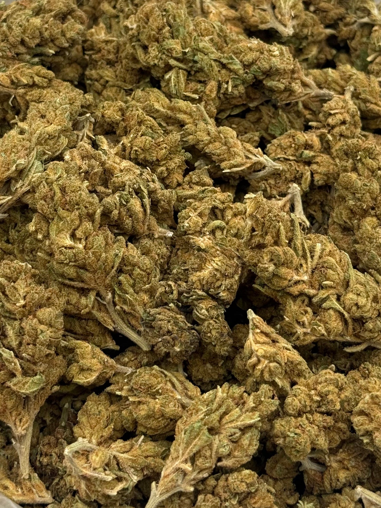 Rascal OG #431