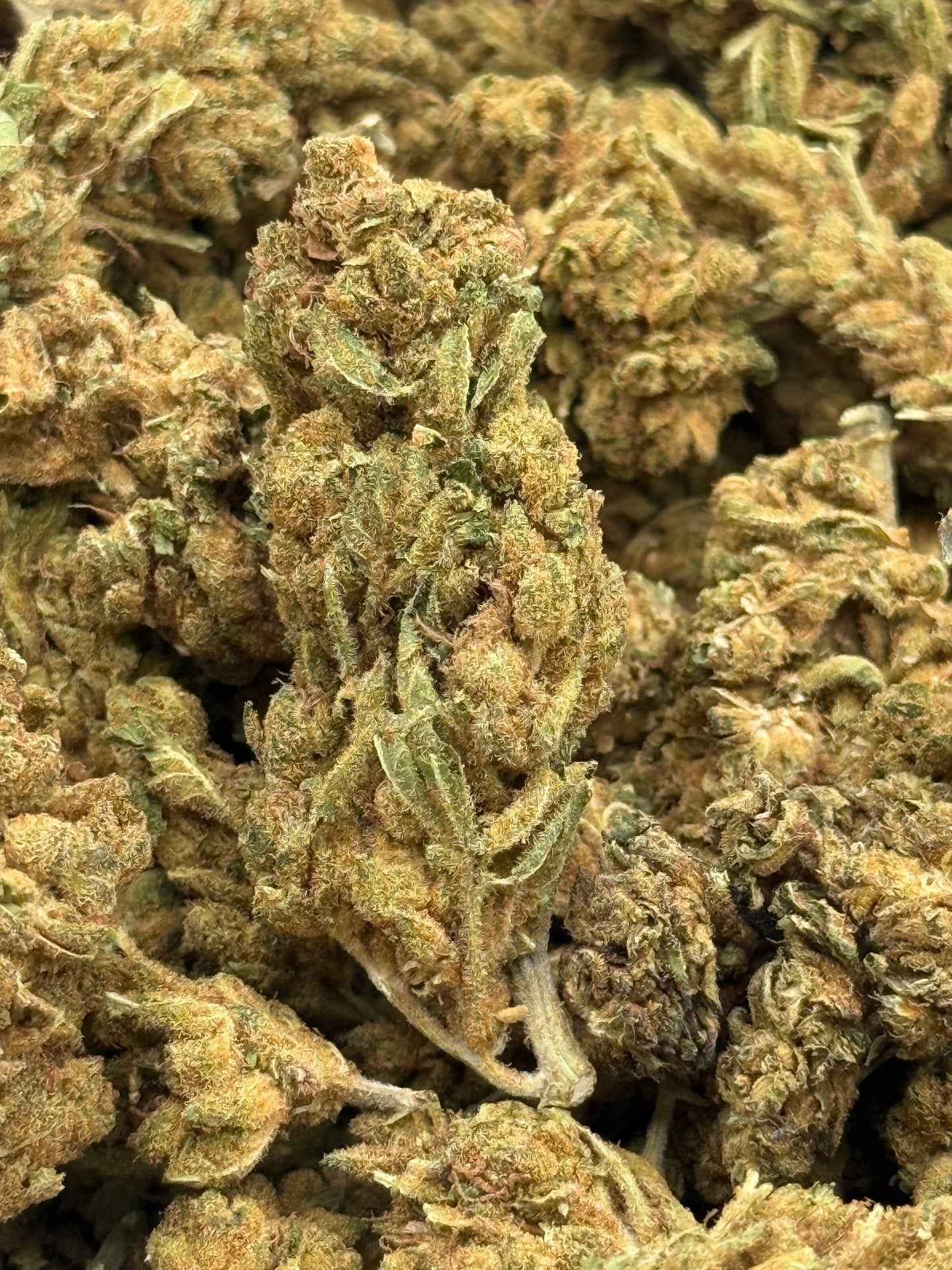 Rascal OG #431