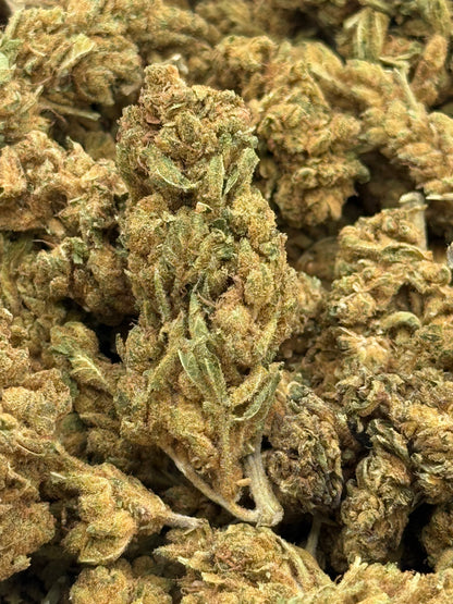 Rascal OG #431