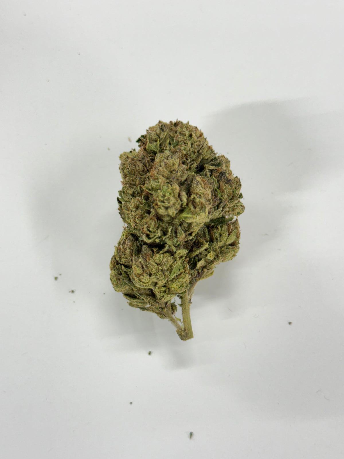 Silver Dollar #509