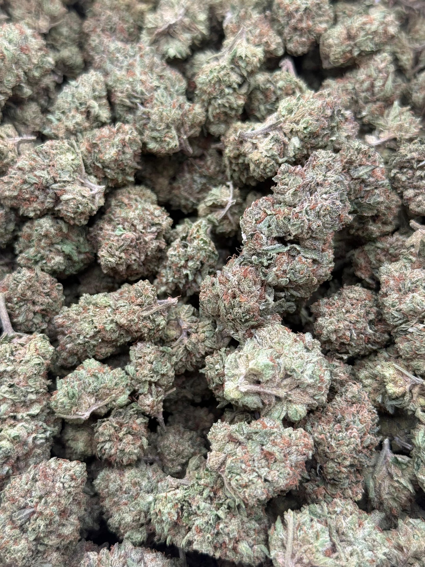 Sour Dragon #217