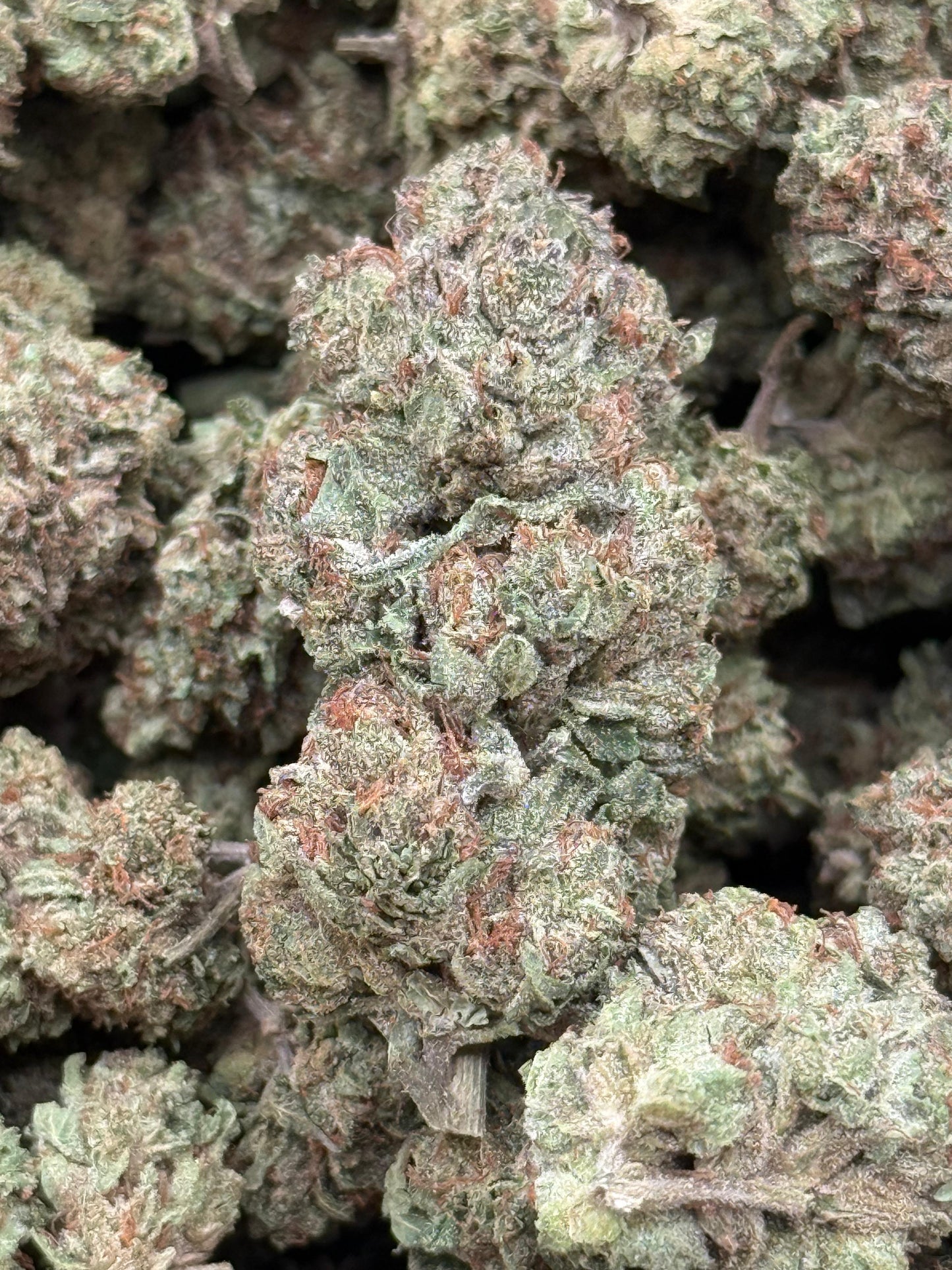 Sour Dragon #217