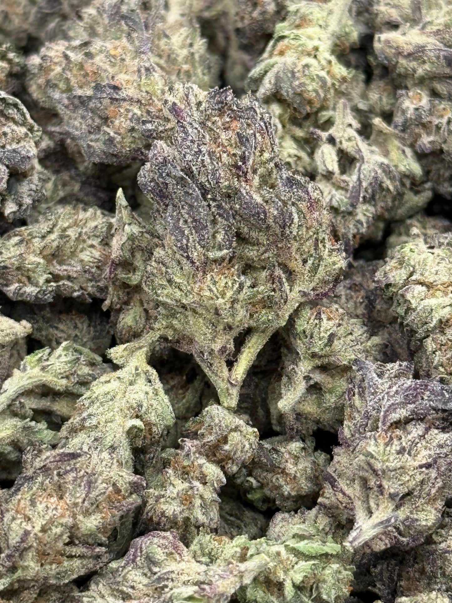 Splash Mountain #147