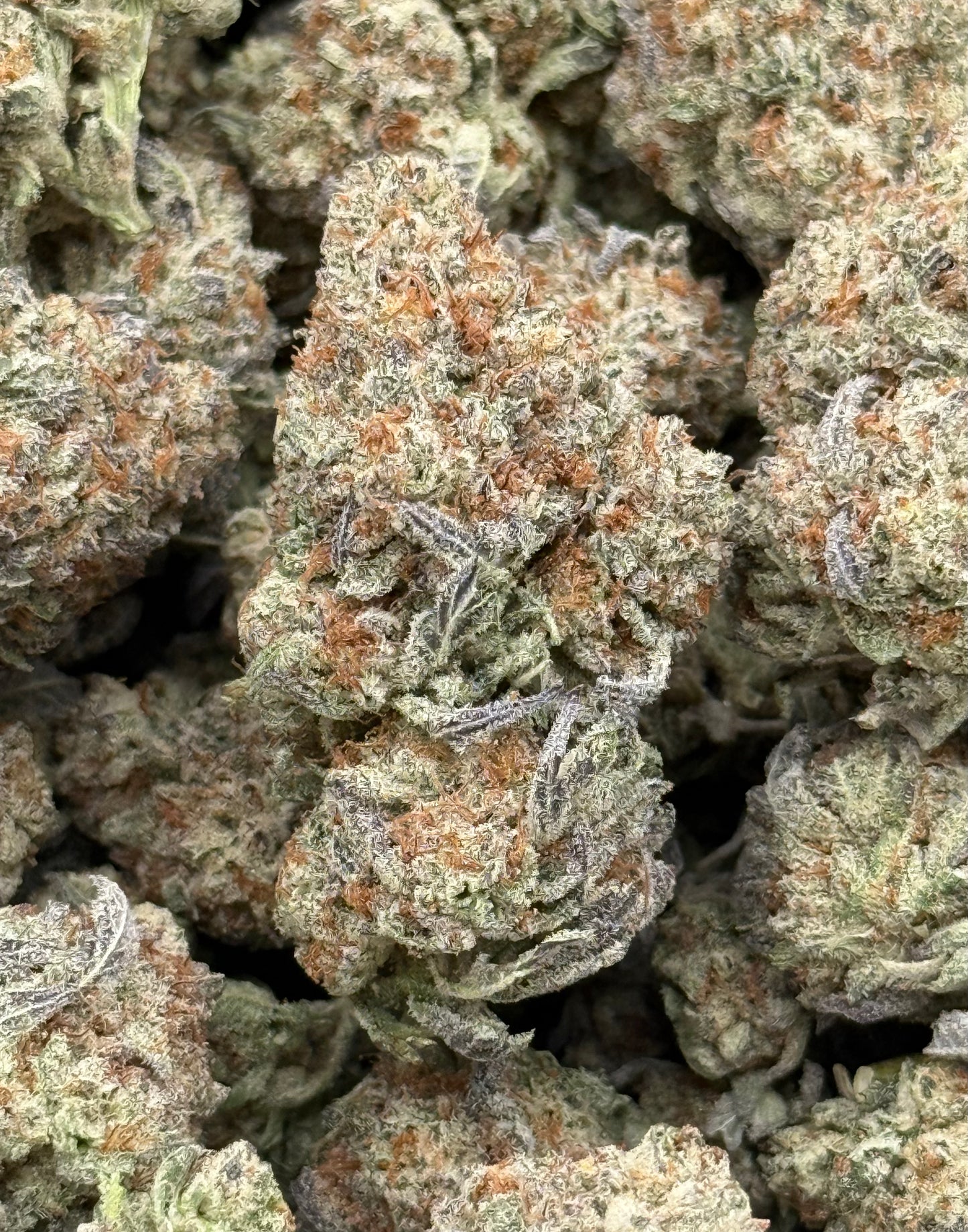 Strawberry Cough #459 | 1/2 lb