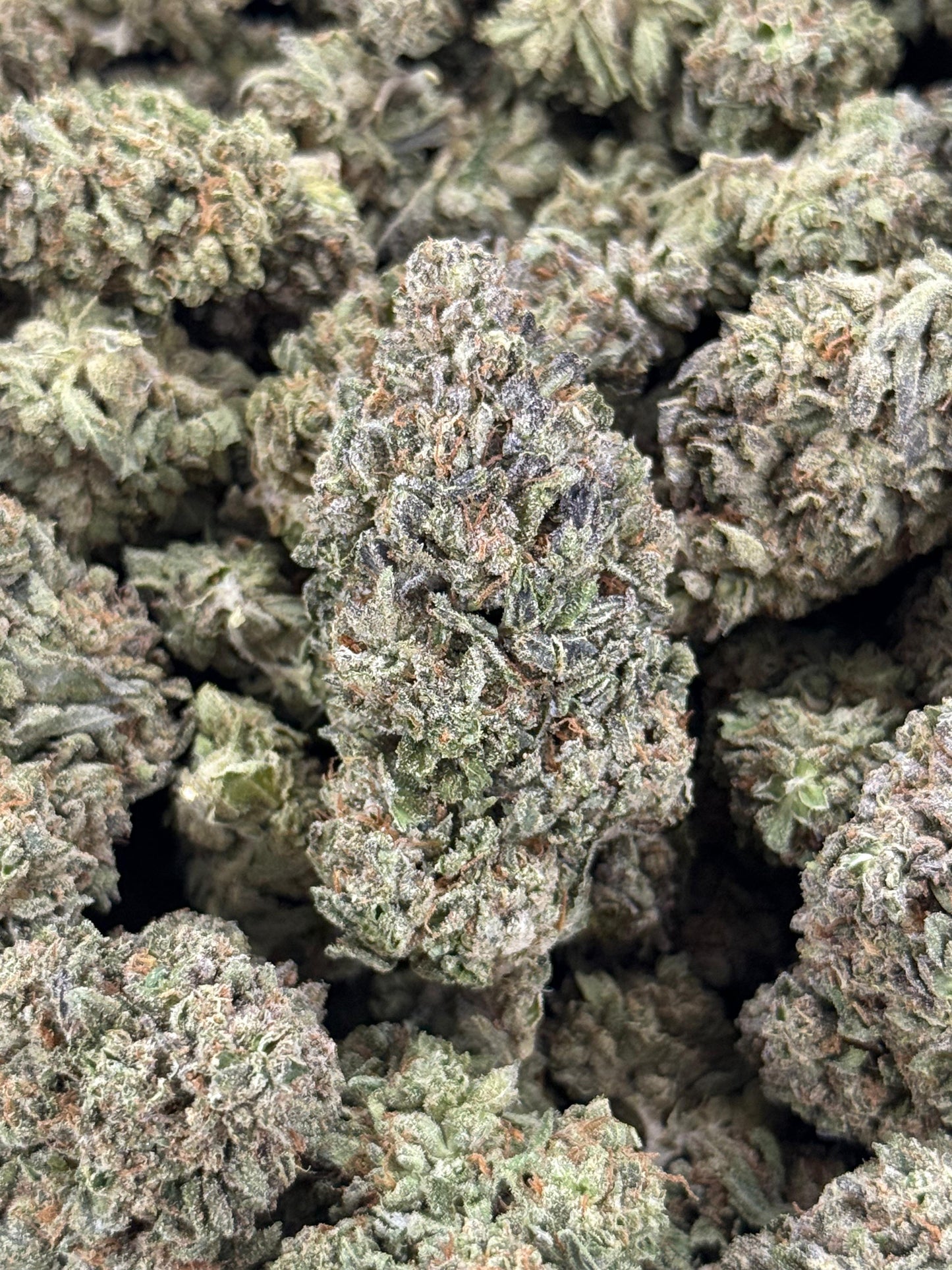 Sweet Tarts #170