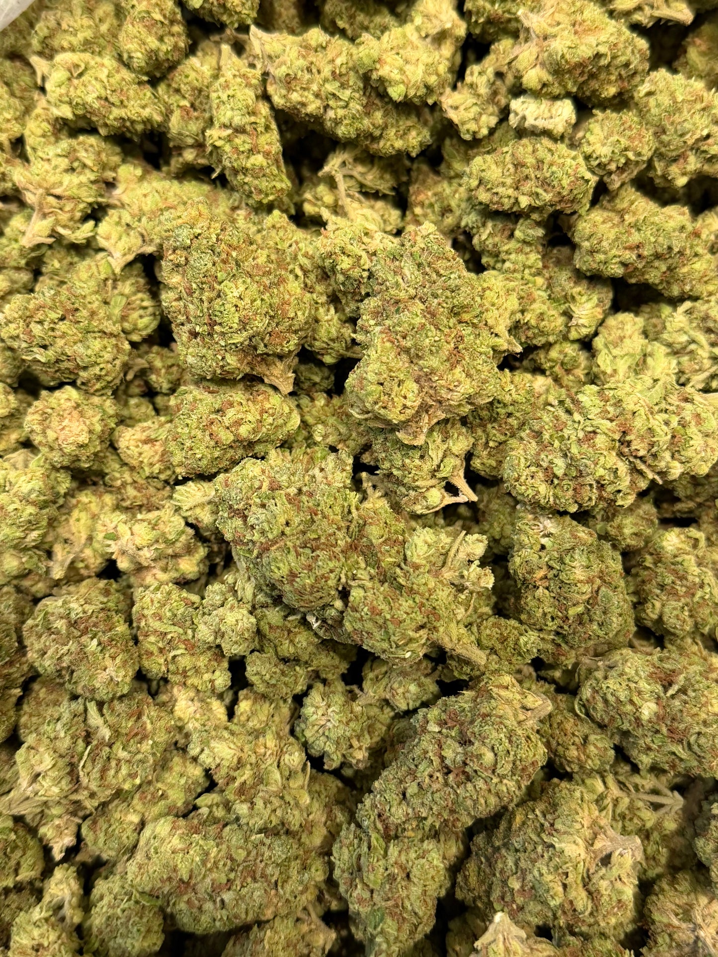 Tropicana Z #556