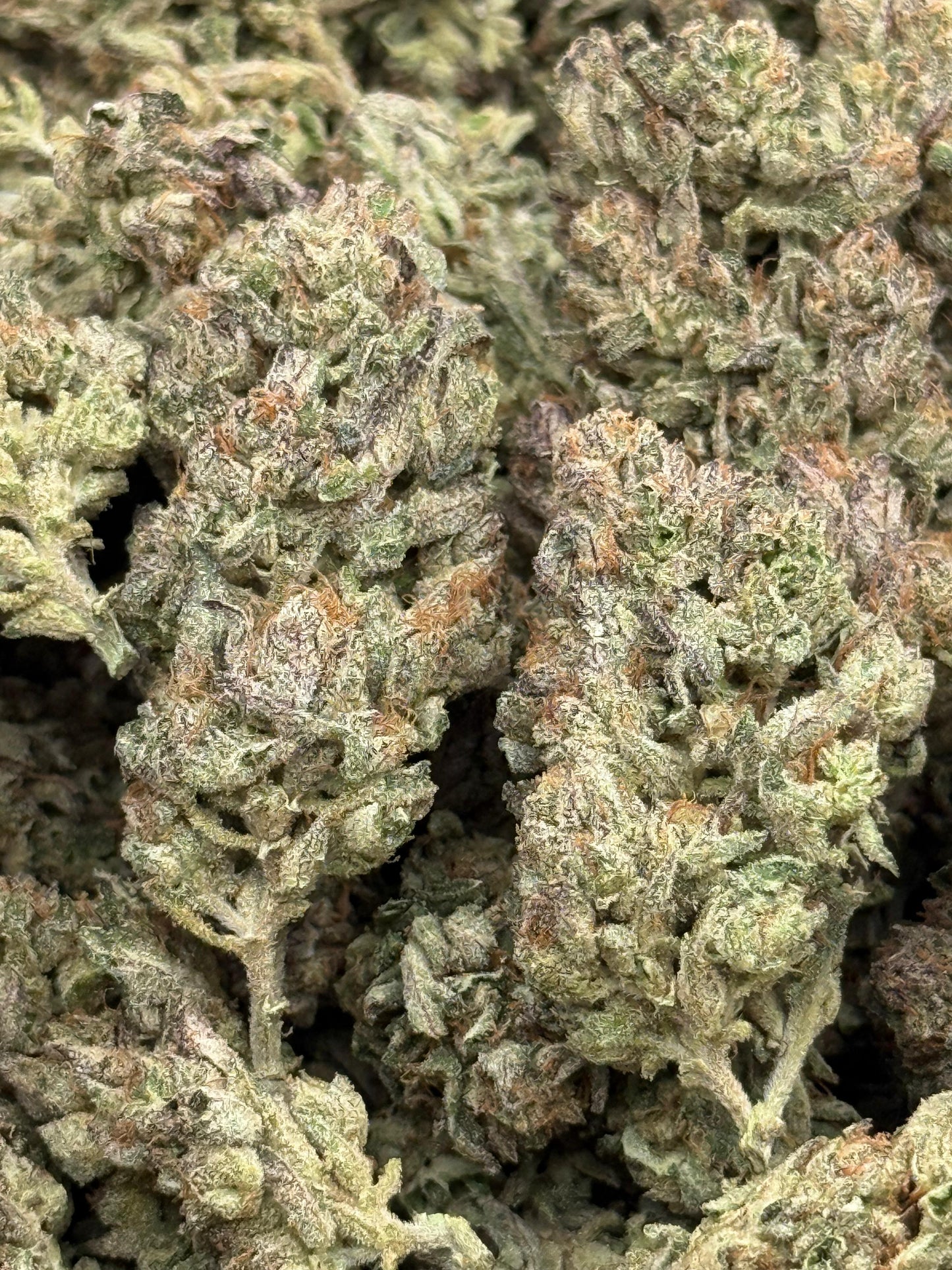 Yellow Jacket #99