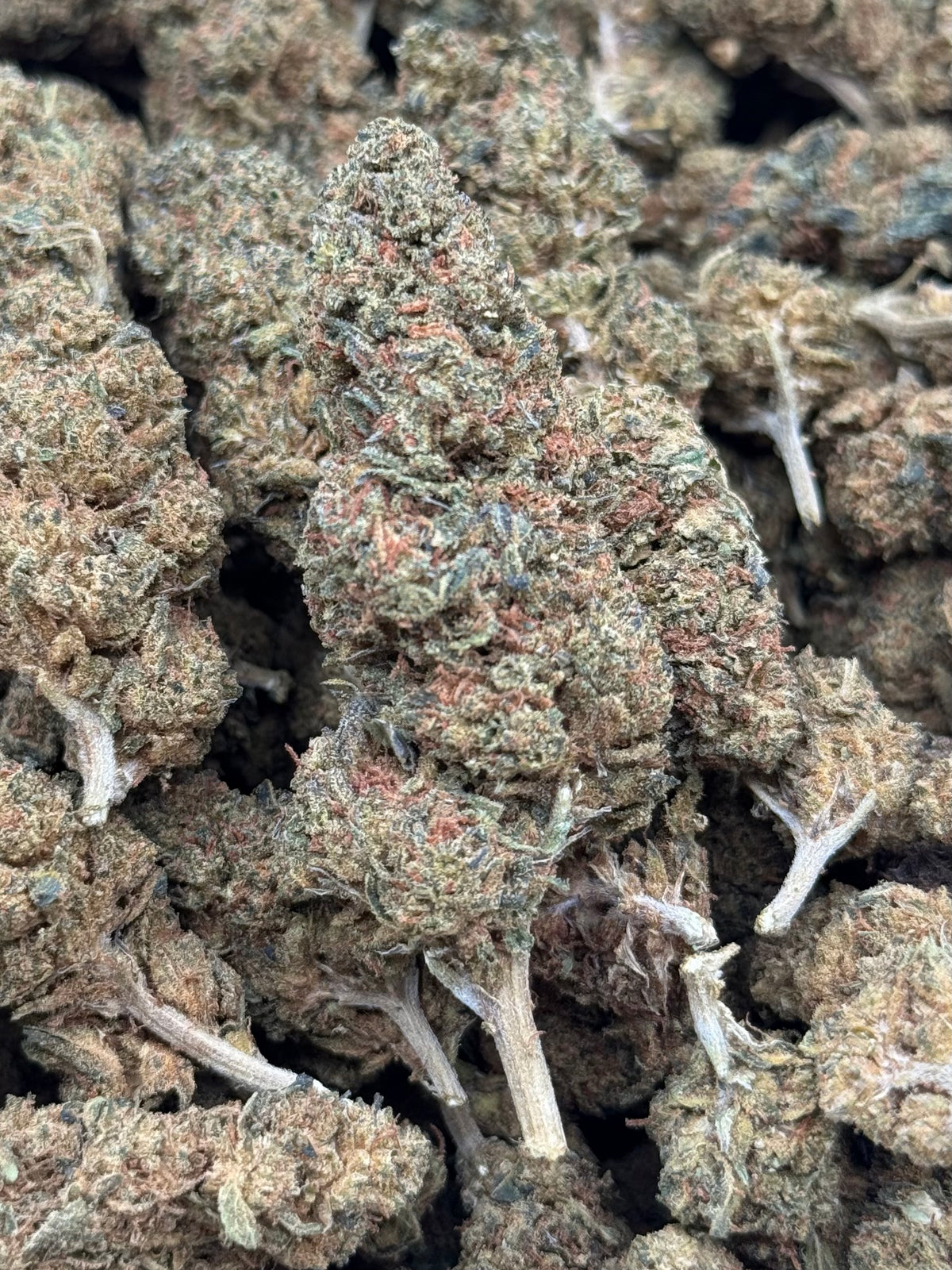 Zookies #407